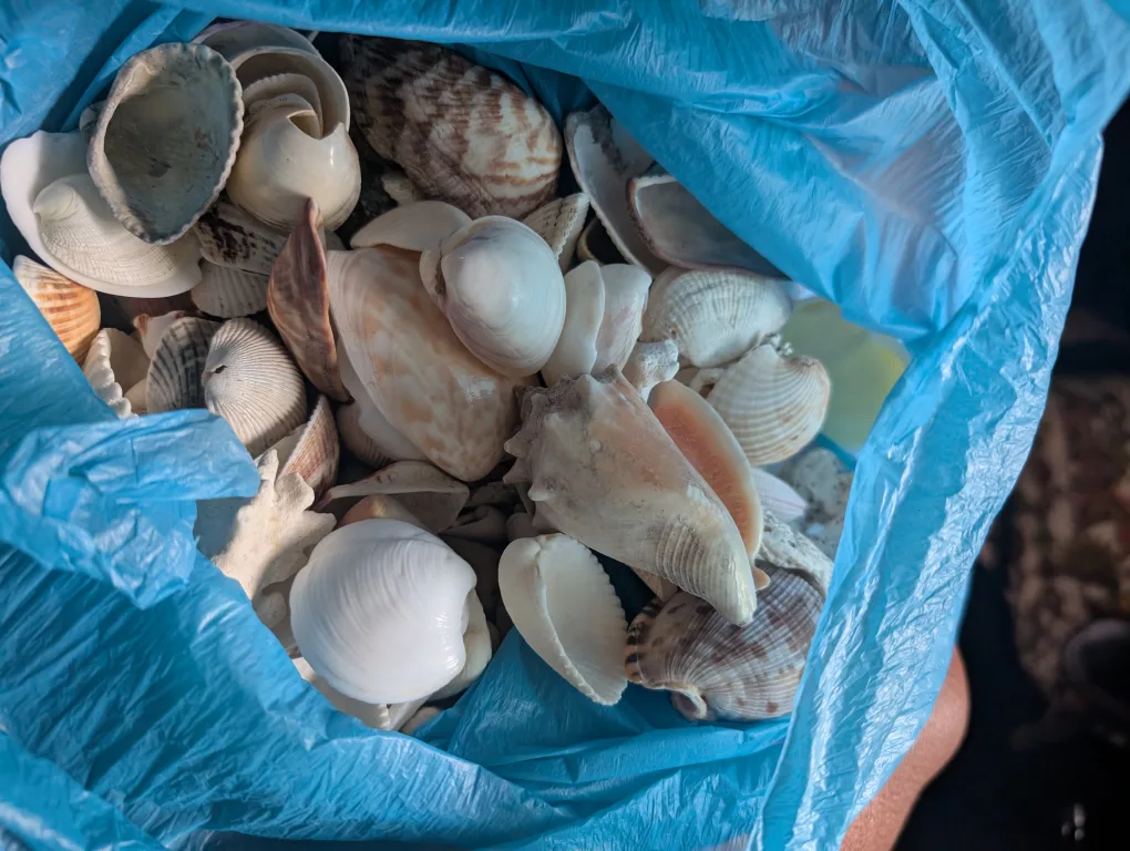 Seashell Collection # freecycle thumbnail