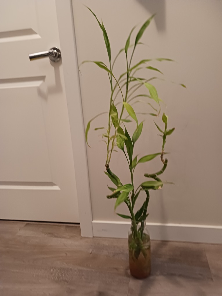Vase and 2 Healthy Lucky Bamboo Shoots - photo 2