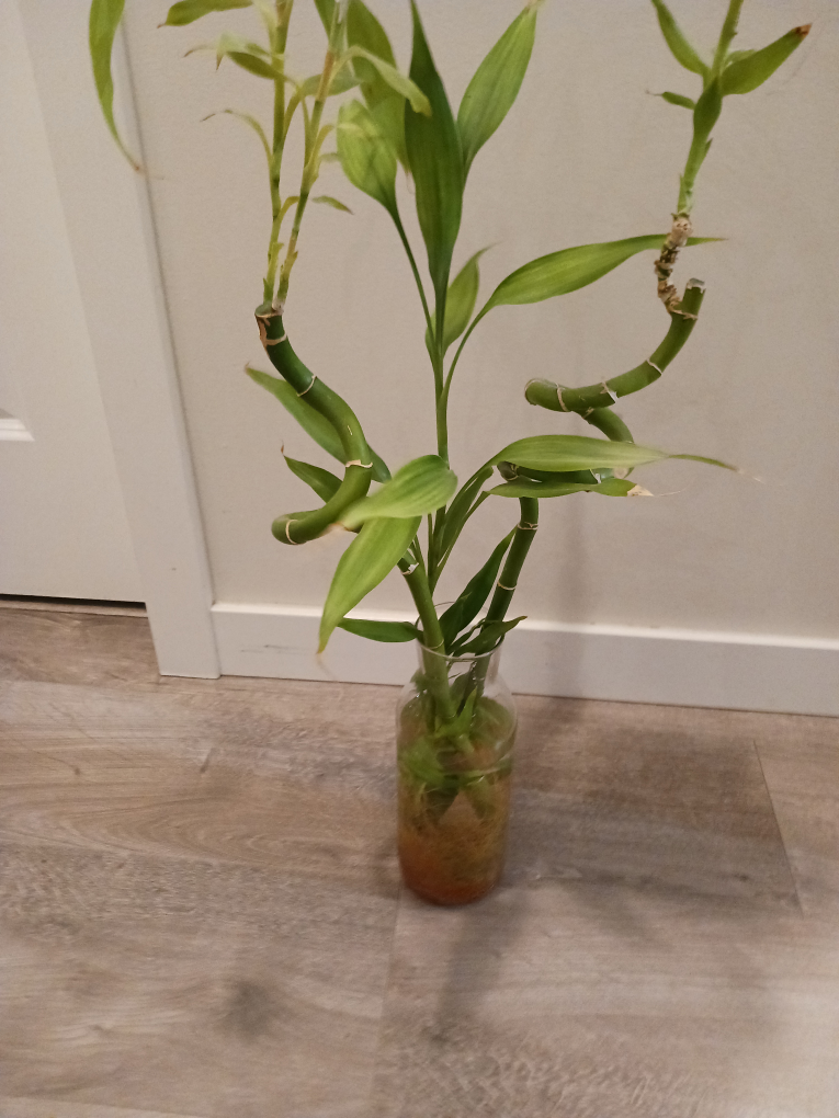 Vase and 2 Healthy Lucky Bamboo Shoots - photo 3