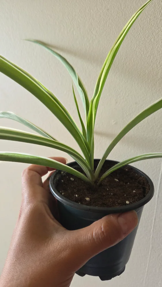 Spider Plant thumbnail