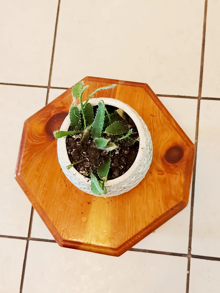 Christmas Cactus with Blue Planter image indicator(7)