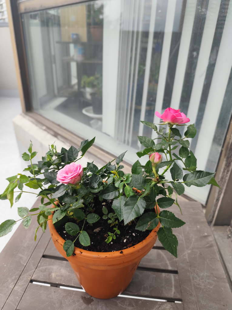 Pink Rose Plant in Terracotta Pot - photo 2