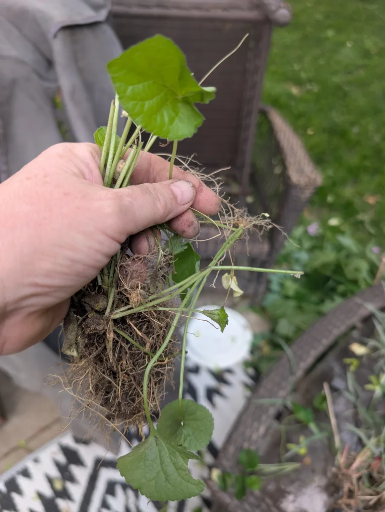 Various Plant Bundles for Planting image indicator(6)