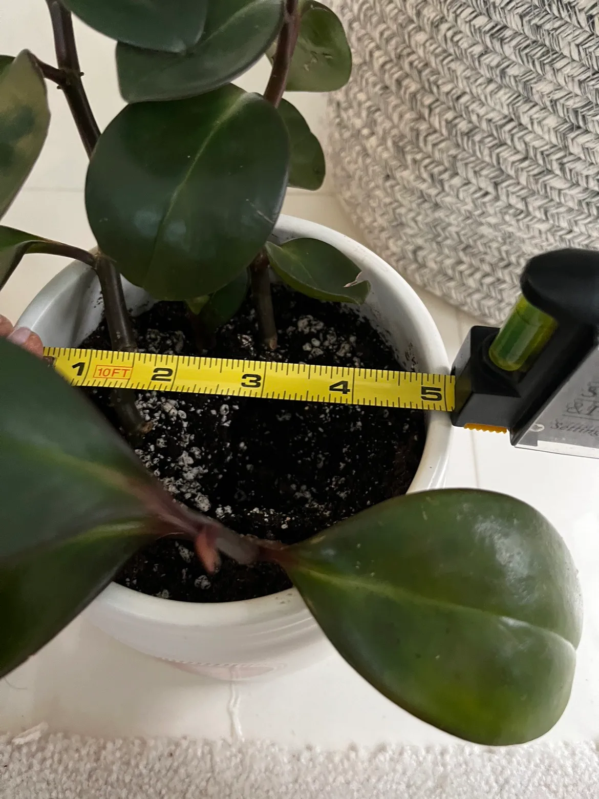 3 Baby Rubber plants in new ceramic pot image indicator(2)
