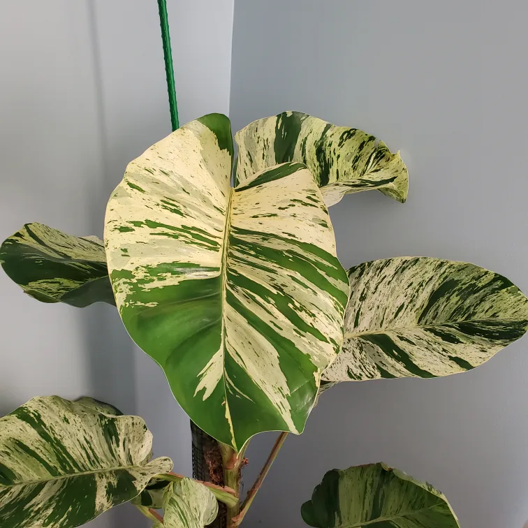 Mature marble queen pothos thumbnail