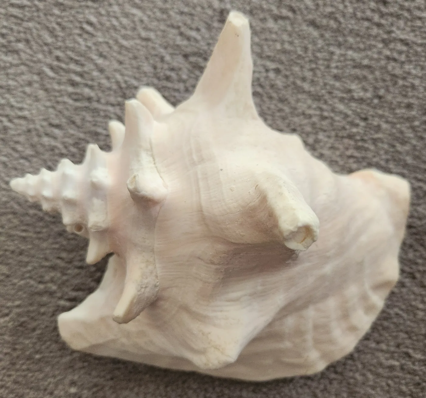 Large Conch Shell 💚🥕 image indicator(3)