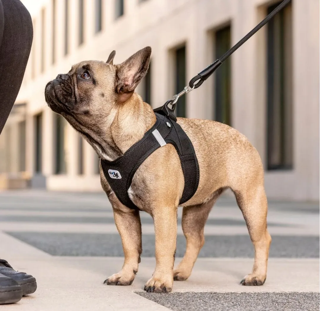 Dog Harness and Leash - Black - Size XL image indicator(5)