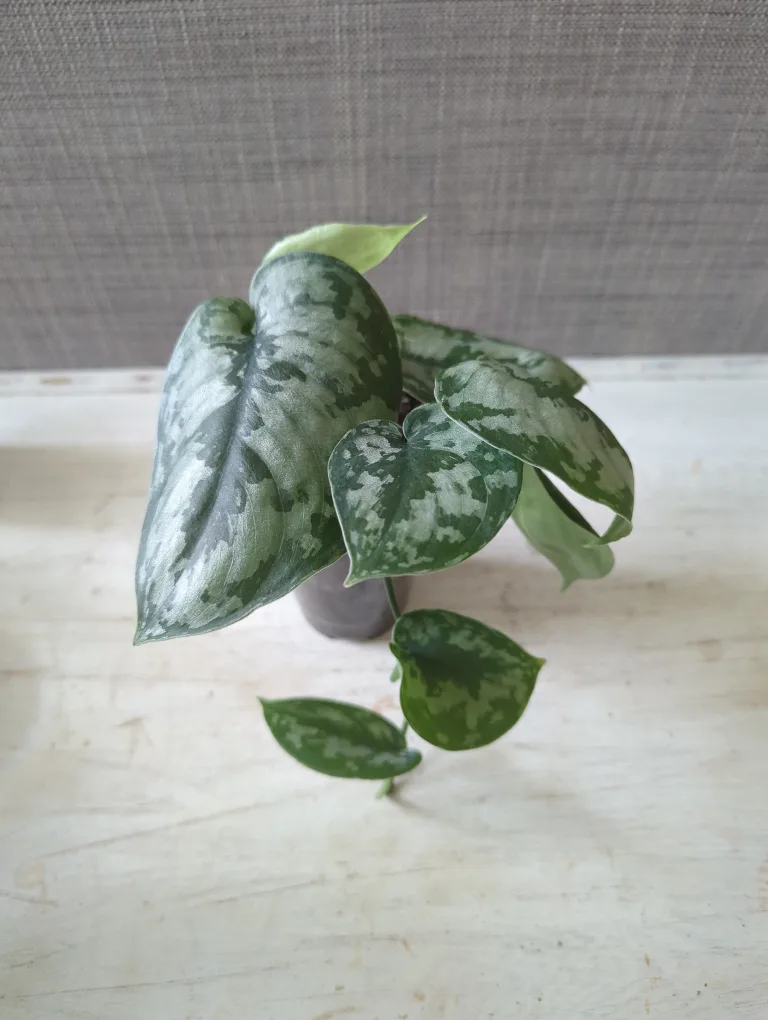 Silver Pothos Plant thumbnail