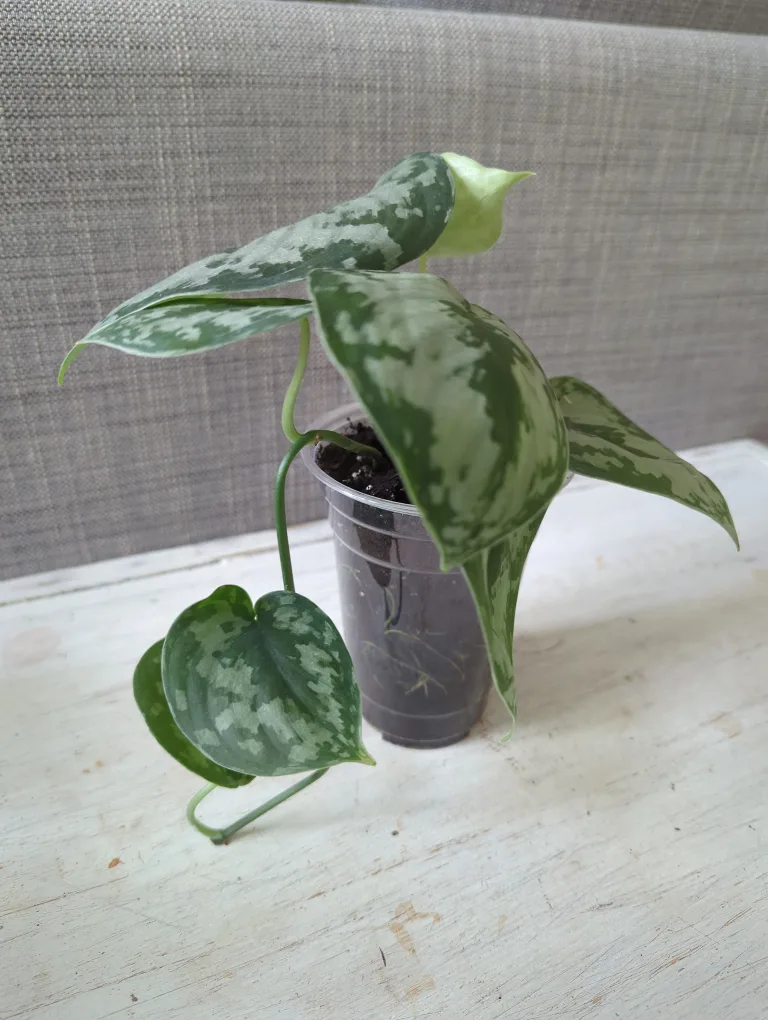 Silver Pothos Plant image indicator(2)