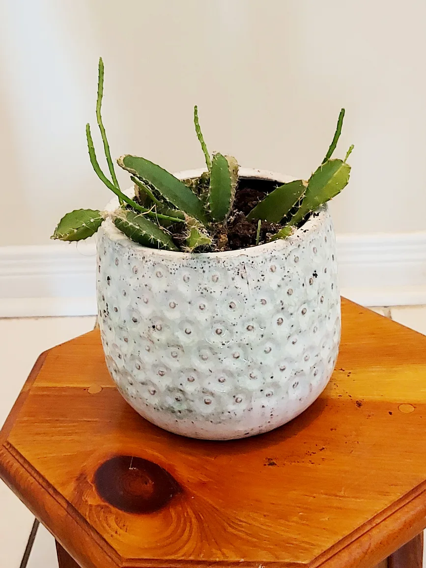 Christmas Cactus with Blue Planter image indicator(3)