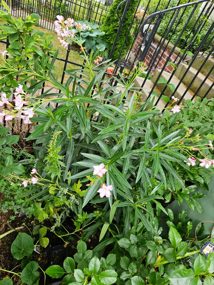 Oleander tree image indicator(2)