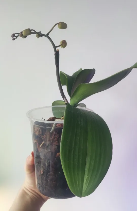 Orchid Plant image indicator(6)