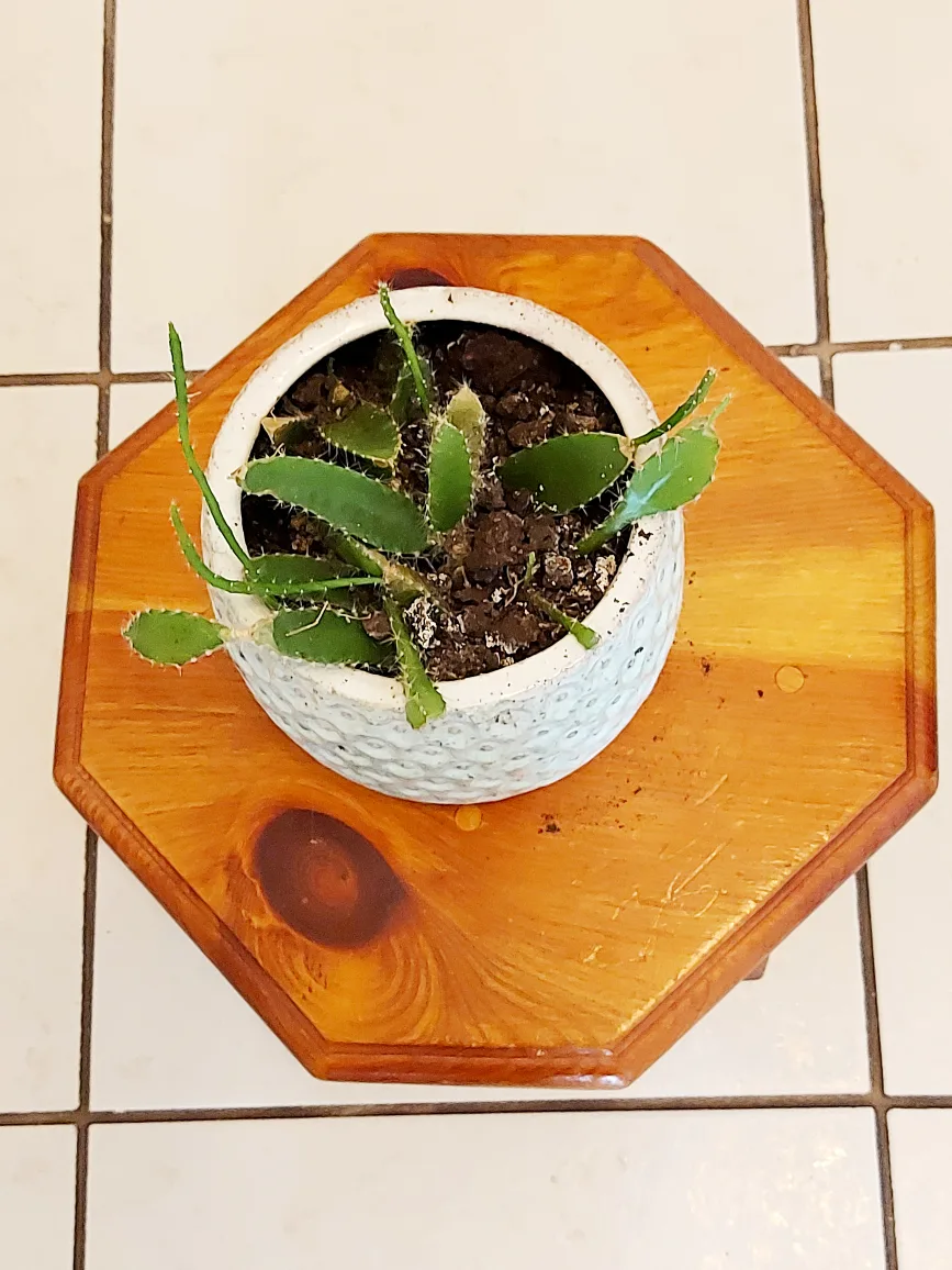 Christmas Cactus with Blue Planter image indicator(5)