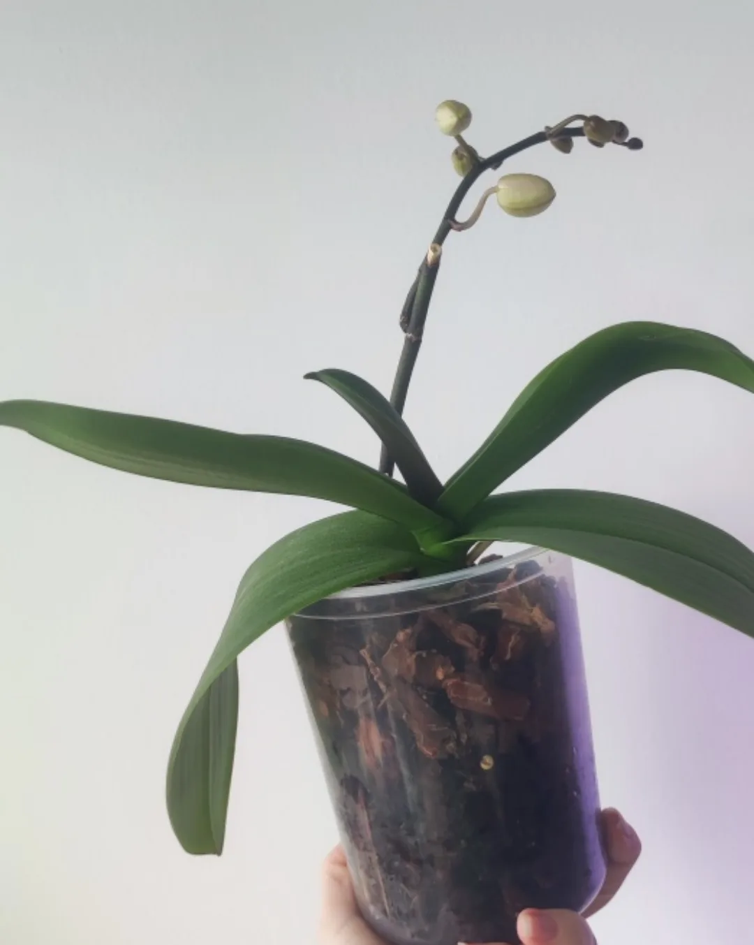 Orchid Plant image indicator(5)