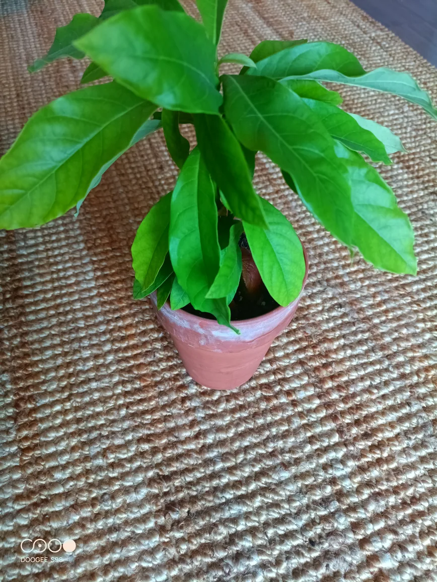 Unique Avocado Tree –Perfect for Bonsai Lovers image indicator(3)