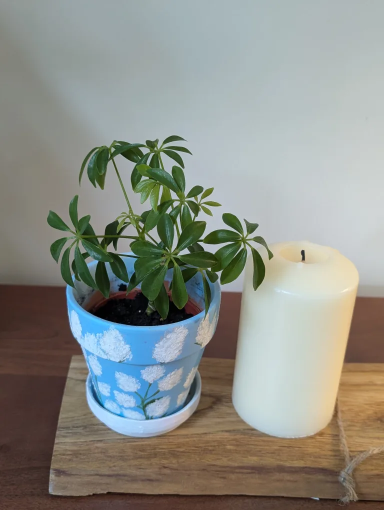 Umbrella plant (Schefflera) in Handpainted terra cotta pot thumbnail