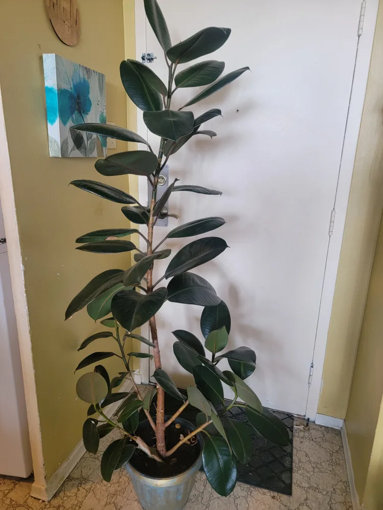 Large Rubber Plant indoor 6 ft ficus elastica tree image indicator(2)