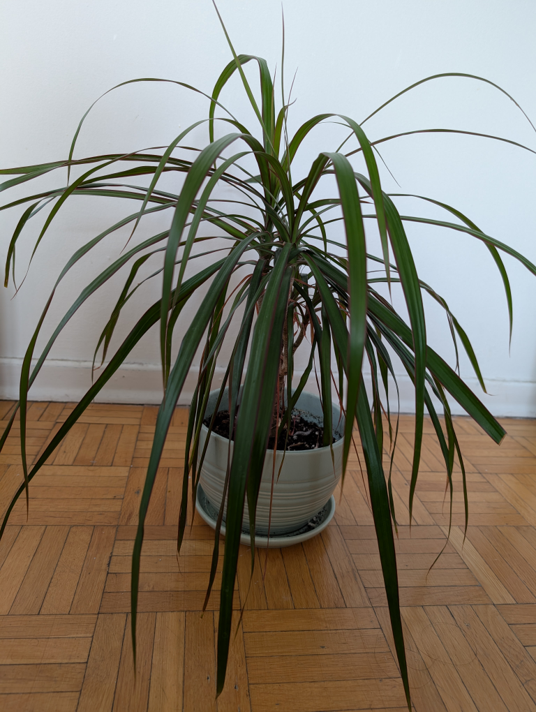 Large Houseplant with Planter