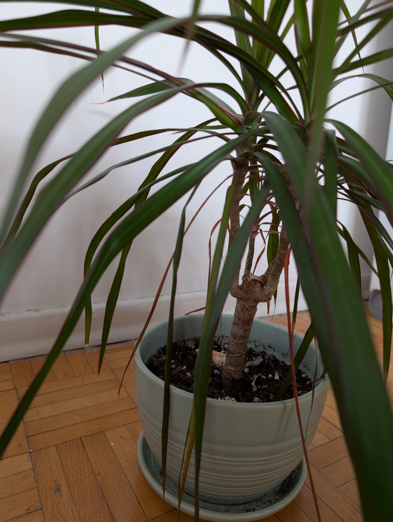 Large Houseplant with Planter - photo 2