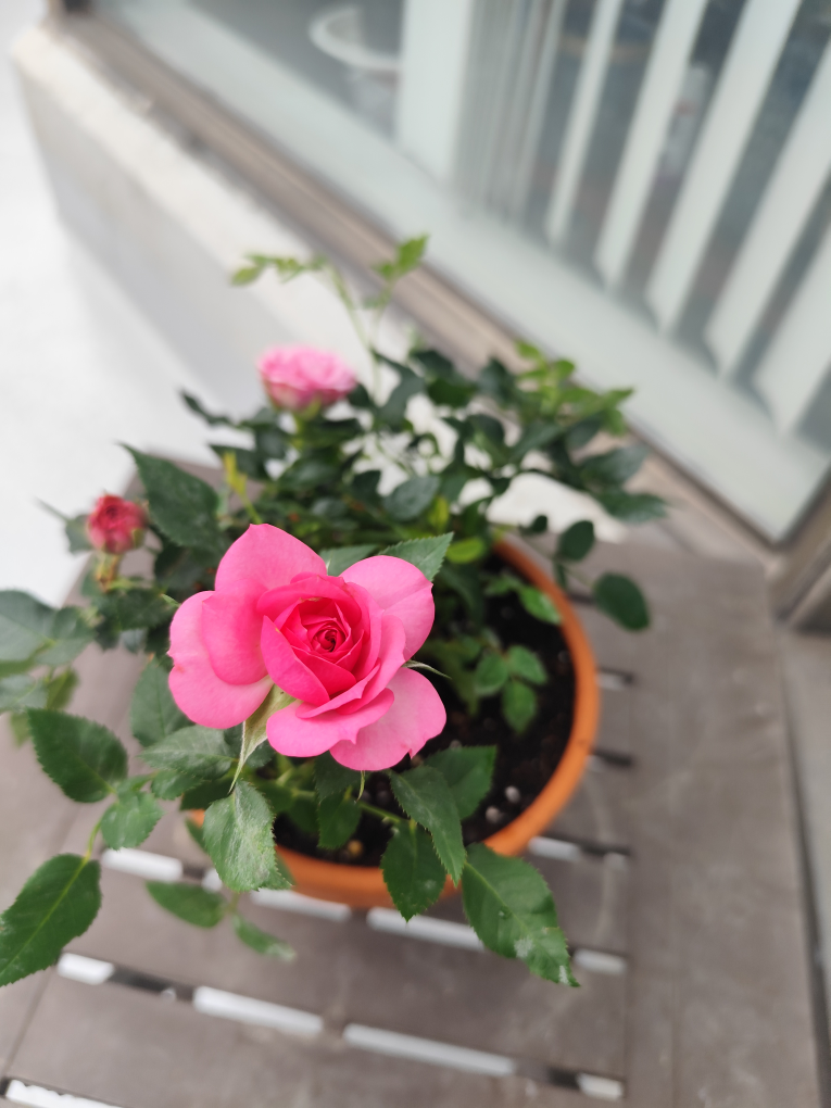 Pink Rose Plant in Terracotta Pot
