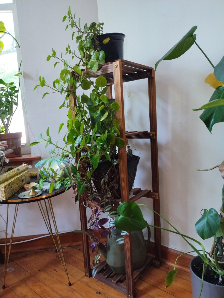 Wooden Plant Stand + green plants - photo 2