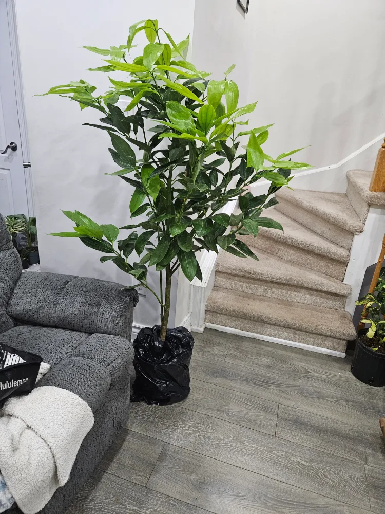 ceylon cinnamon tree standard image indicator(3)