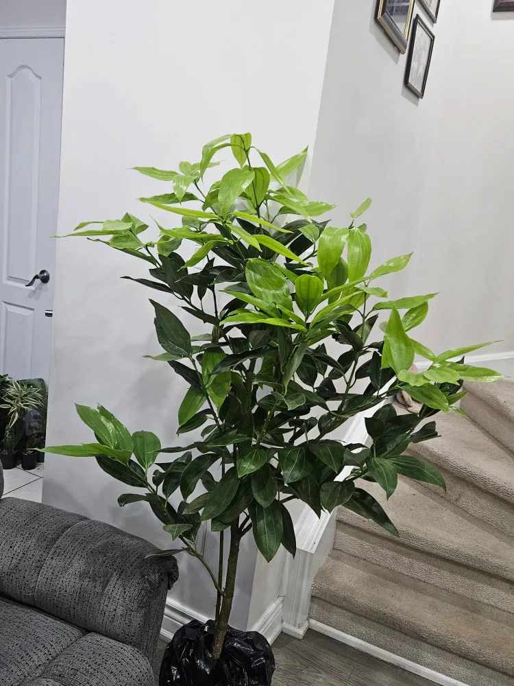 ceylon cinnamon tree standard image indicator(4)