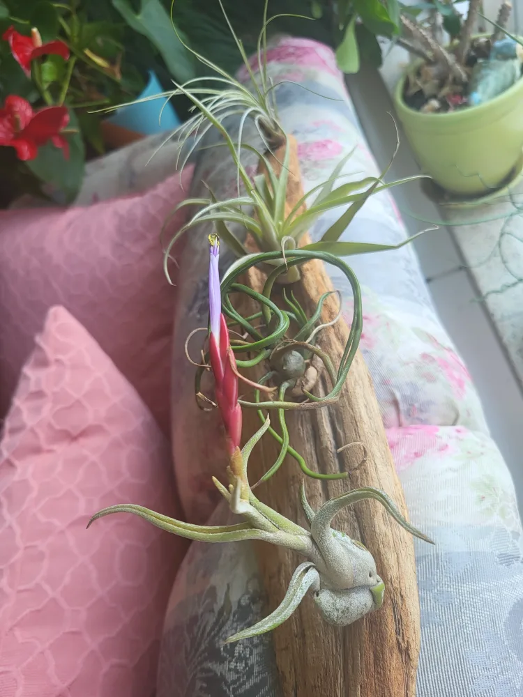 Driftwood with Air Plants image indicator(4)