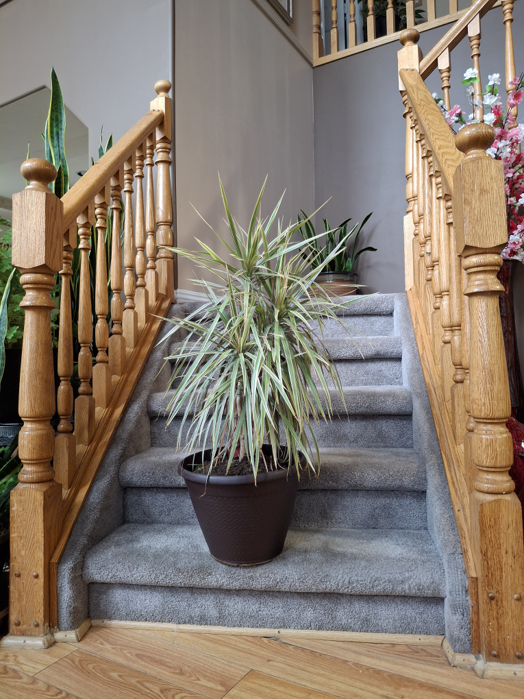 Dracaena Marginata Plant