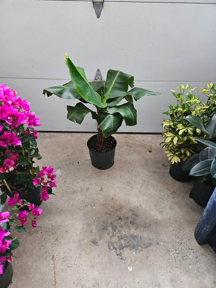 Banana Plant image indicator(2)