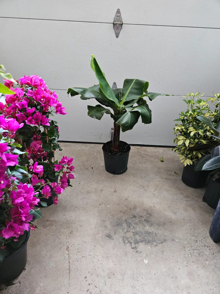 Banana Plant image indicator(3)