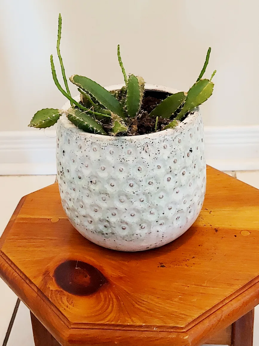 Christmas Cactus with Blue Planter image indicator(2)