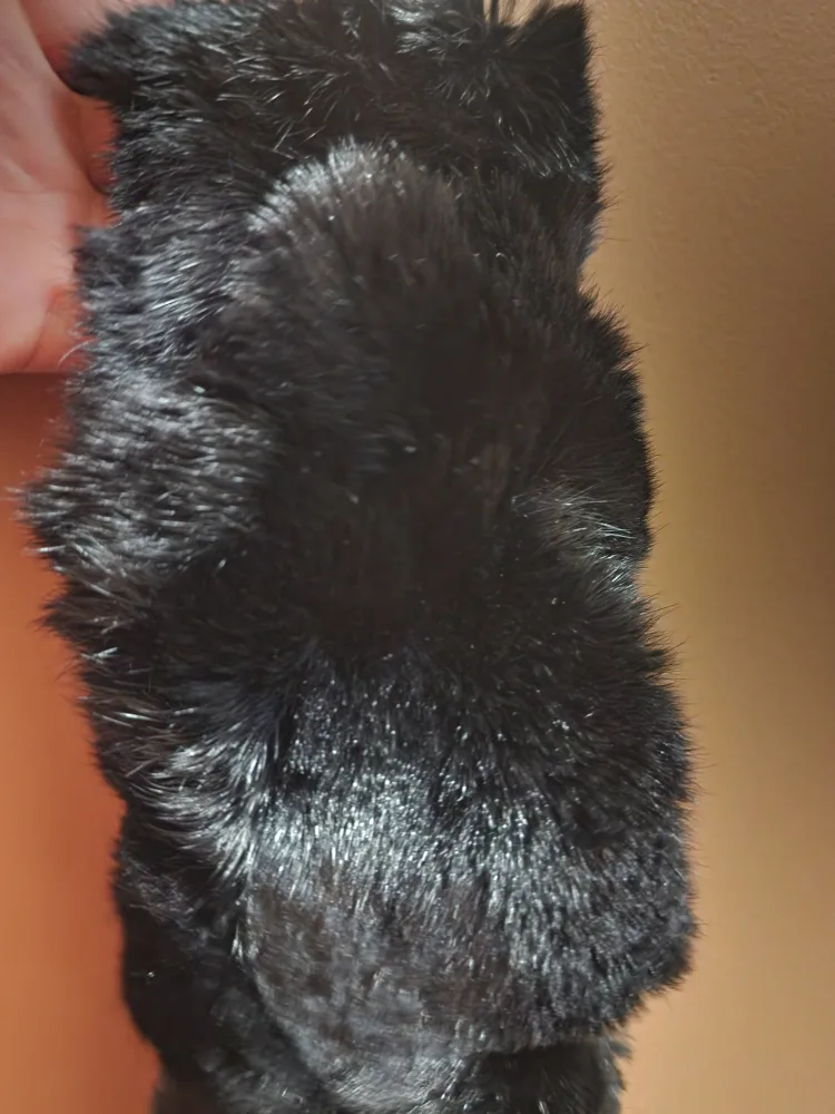 Black Fur Scarf image indicator(2)