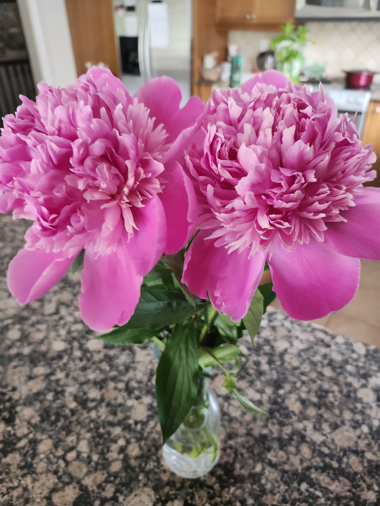 Fresh Peonies