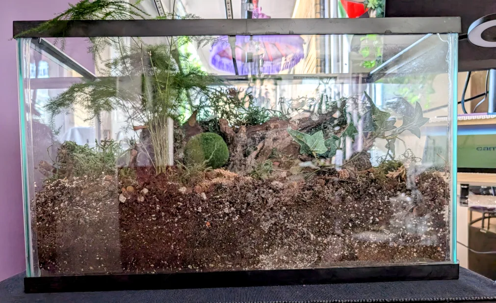 Tempered Glass Plant Terrarium thumbnail