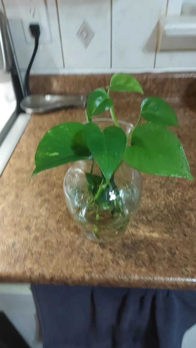 Decorative Glass Vase with Plant thumbnail
