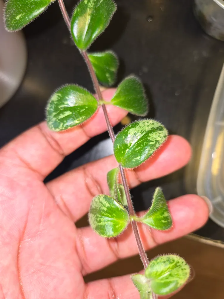 Variegated Lipstick plant SMALL✨️🌿💄 image indicator(3)