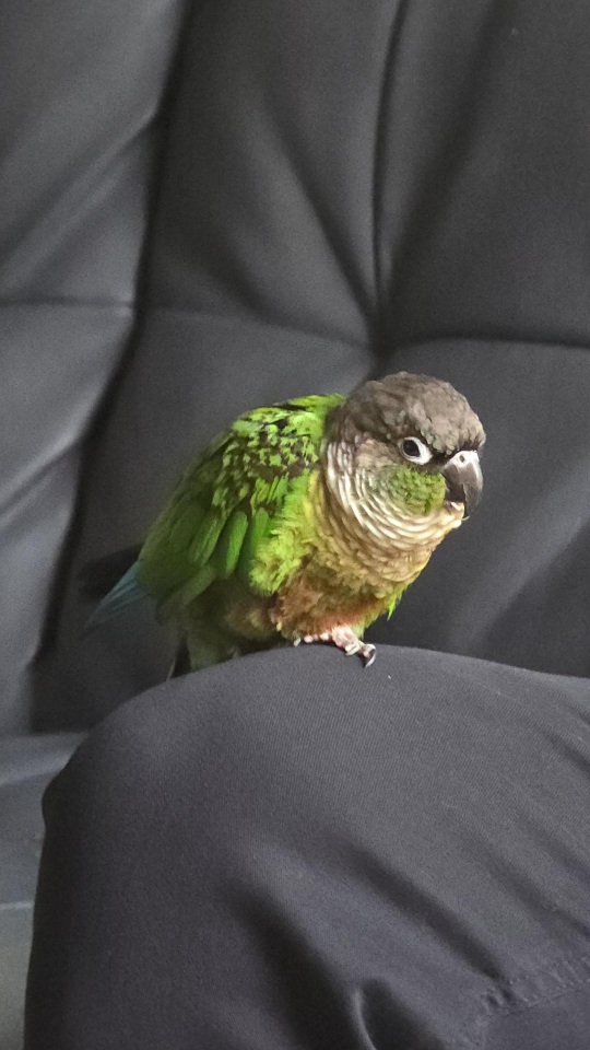 Green-Cheeked Conure 🦜 - photo 4