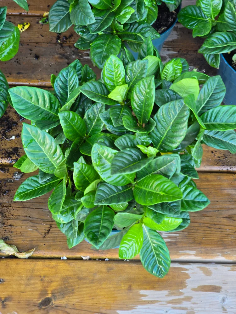 Gardenia Plant 6"pot image indicator(8)