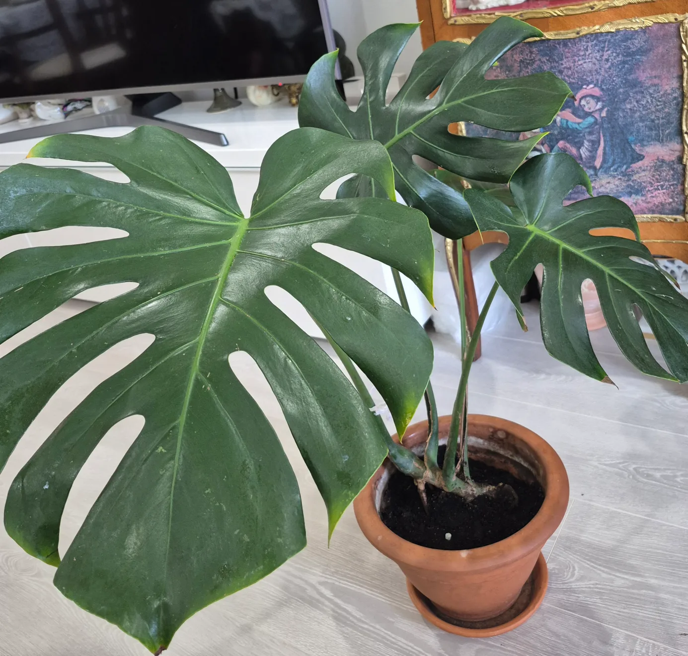 🔥🍀Hot deals 🍀🔥Monstera Plant image indicator(2)