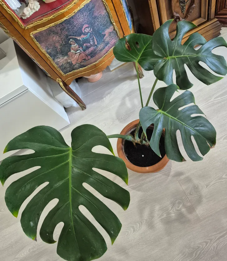 �🔥🍀Hot deals 🍀🔥Monstera Plant image indicator(3)