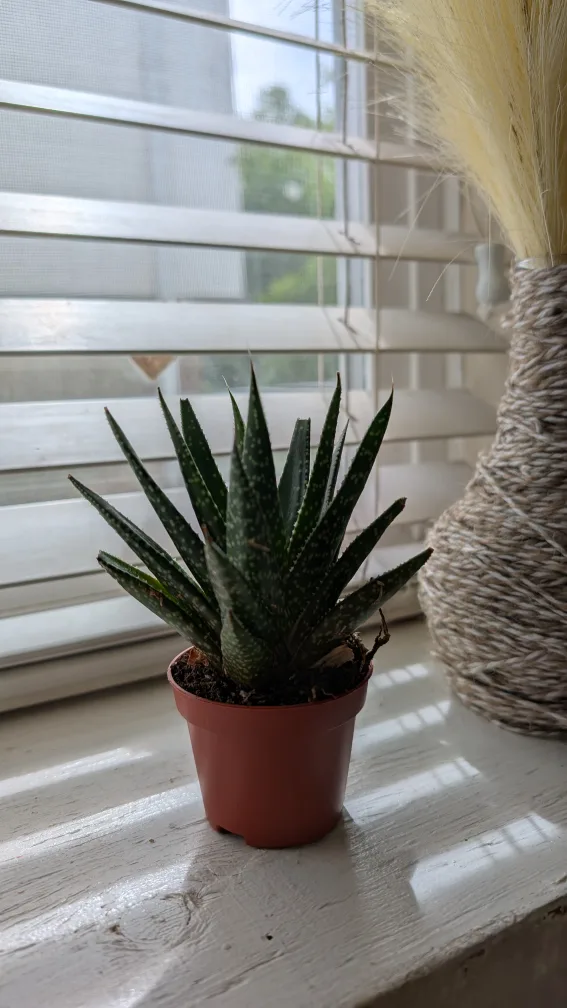 Small potted succulent 💚 thumbnail
