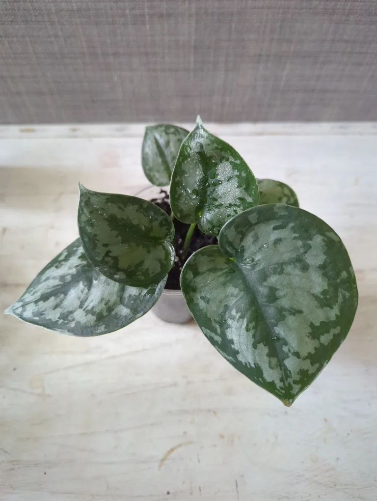 Scindapsus Pictus Argyraeus thumbnail