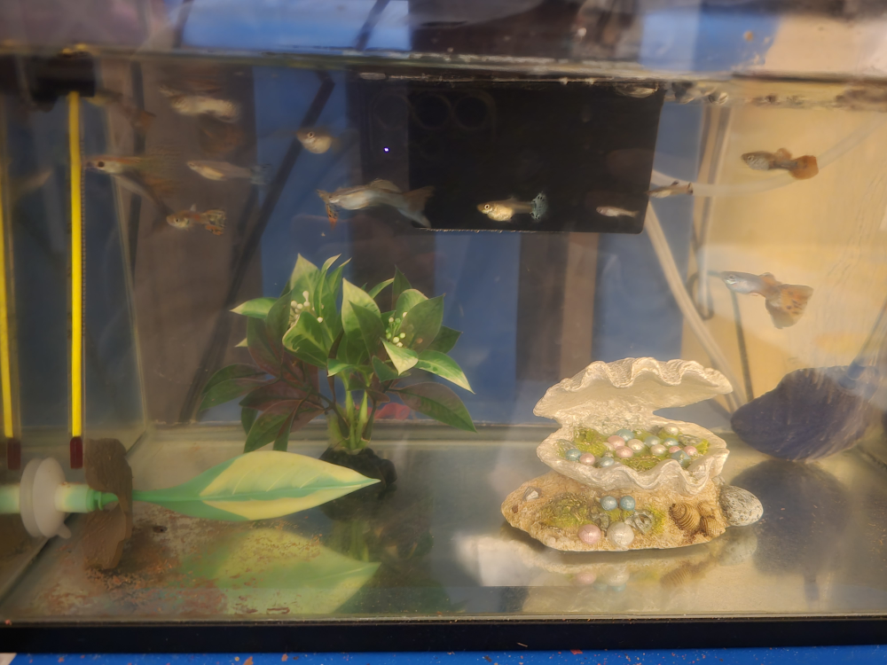 guppies - adults, juvenile, fries