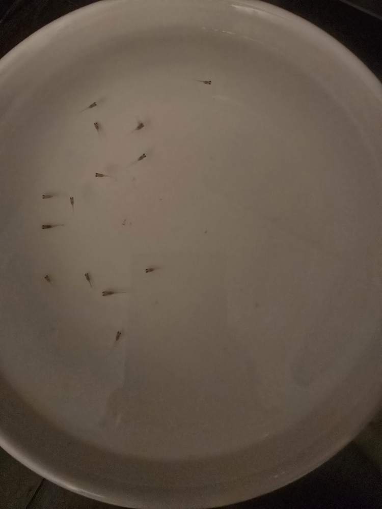 guppies - adults, juvenile, fries - photo 3