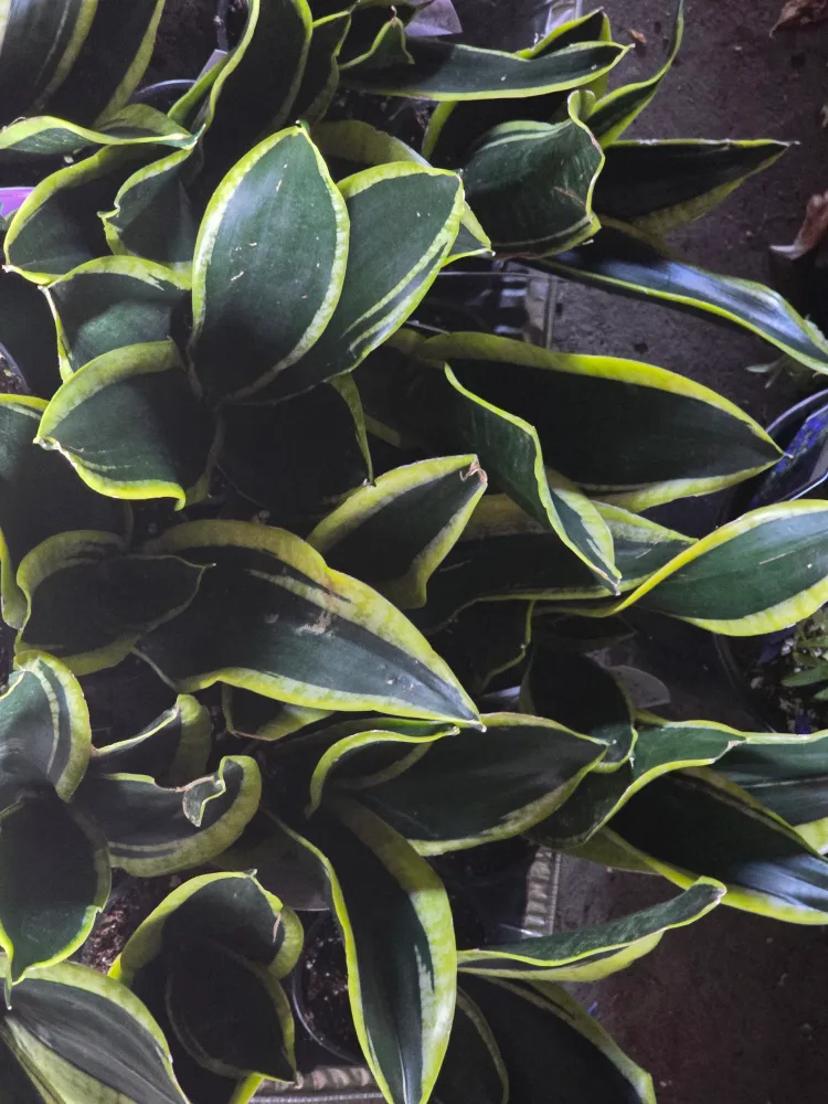 Sansevieria Snake Plant image indicator(6)