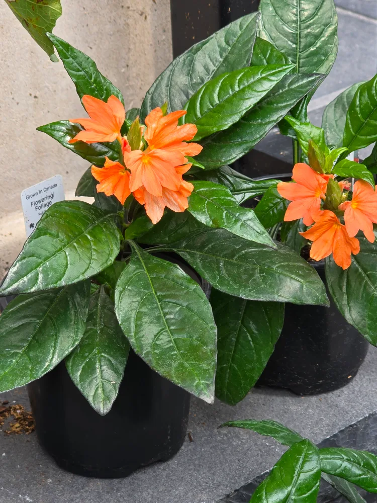 firecrackers  plant. 2 colours available thumbnail