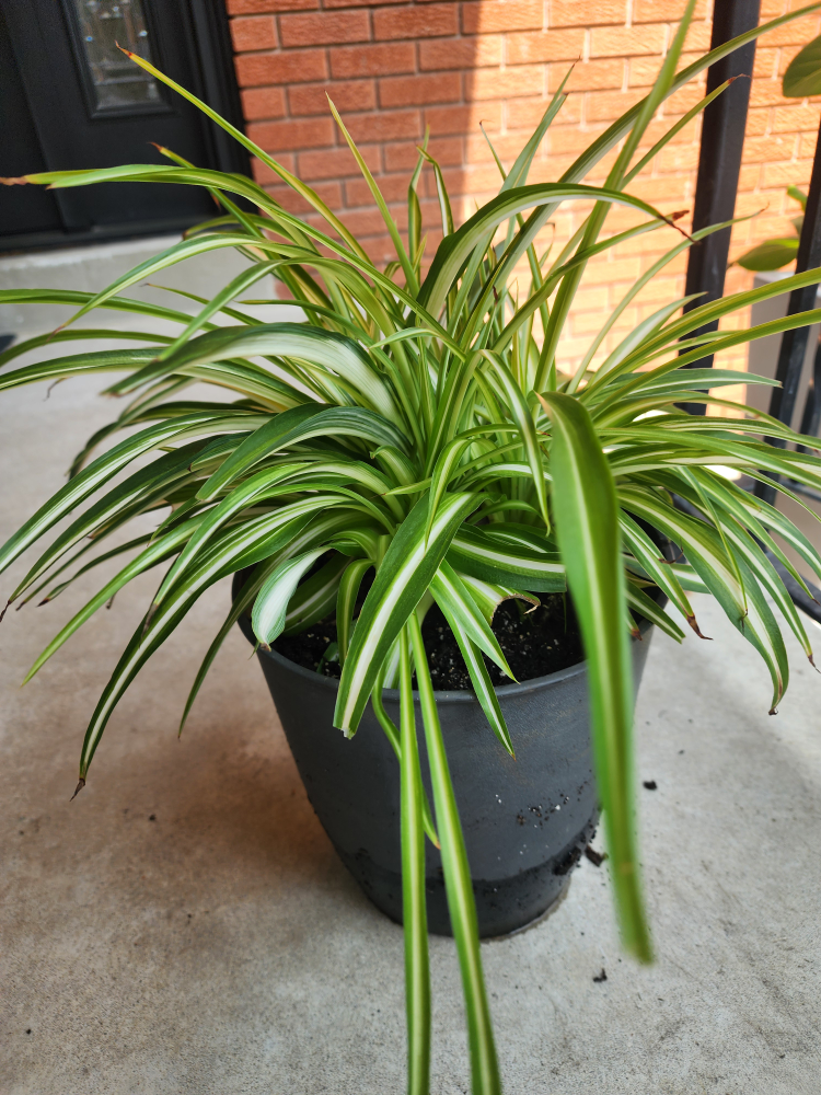 Spider Plant in a Pot - photo 2