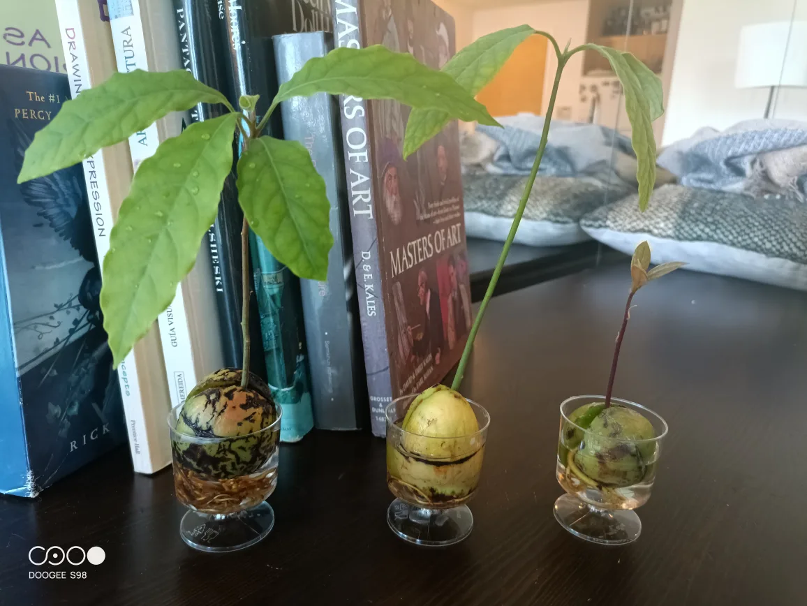 Only $5?! 3 Avocado Plants – Must Go! thumbnail