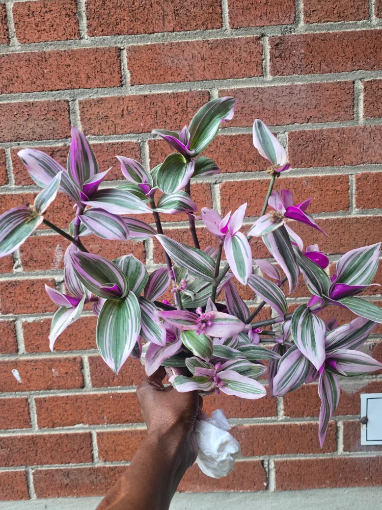 Tradescantia Plant image indicator(2)
